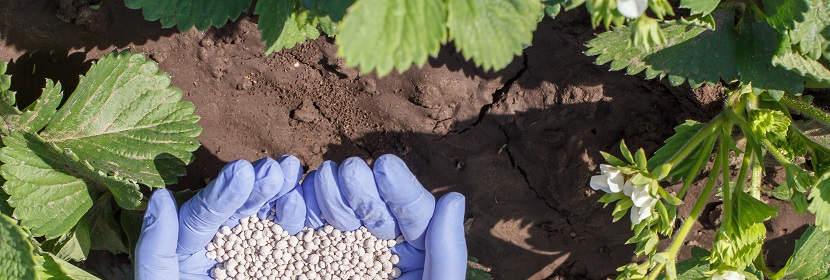 根瘤菌肥料檢測